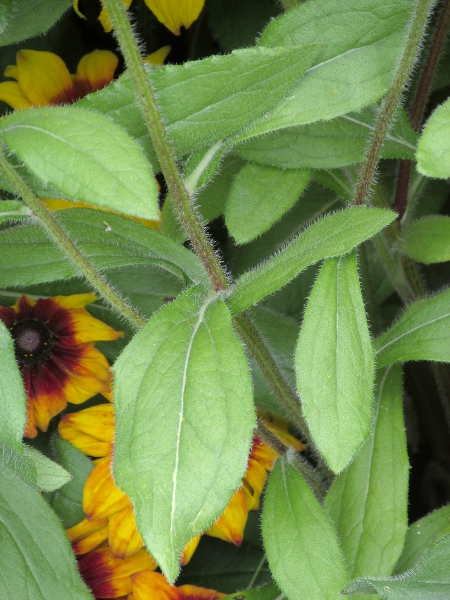 black-eyed-Susan / Rudbeckia hirta: _Rudbeckia hirta_ has almost entire leaves, in contrast to the deeply divided leaves of _Rudbeckia laciniata_.