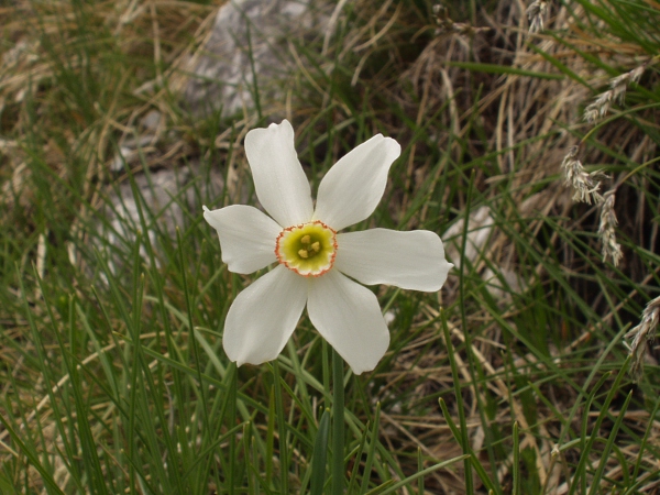 pheasant’s-eye daffodil / Narcissus poeticus: _Narcissus poeticus_ is a southern European species with a very short corona; it differs from _Narcissus radiiflorus_ in that only 3 stamens are fully exserted.