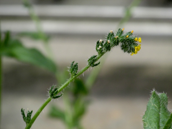 common fiddleneck / Amsinckia micrantha: The common name ‘fiddleneck’ derives from the resemblance of the curled inflorescence to the scroll at the top of a violin.