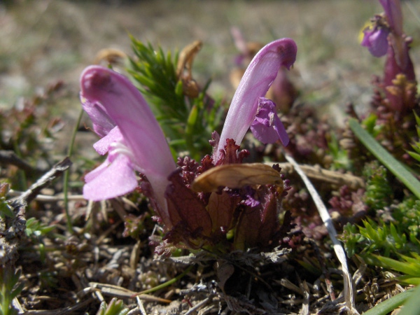 common lousewort / Pedicularis sylvatica subsp. sylvatica: Two subspecies of _Pedicularis sylvatica_ occur in the British Isles; the more widespread is _P. sylvatica_ subsp. _sylvatica_, which has hairless pedicels and the calyx with hairs only on the angles and around the throat, or not at all.