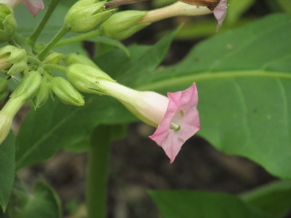 tobacco / Nicotiana tabacum: The broader tubular section of the flowers of _Nicotiana tabacum_ is longer than in _Nicotiana alata_, at up to a quarter of the total length of the corolla-tube.