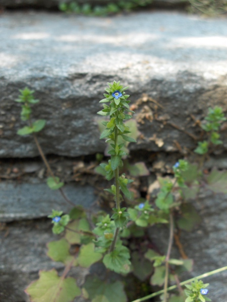 wall speedwell / Veronica arvensis: The tiny flowers of _Veronica arvensis_ distinguish it from most other _Veronica_ species.
