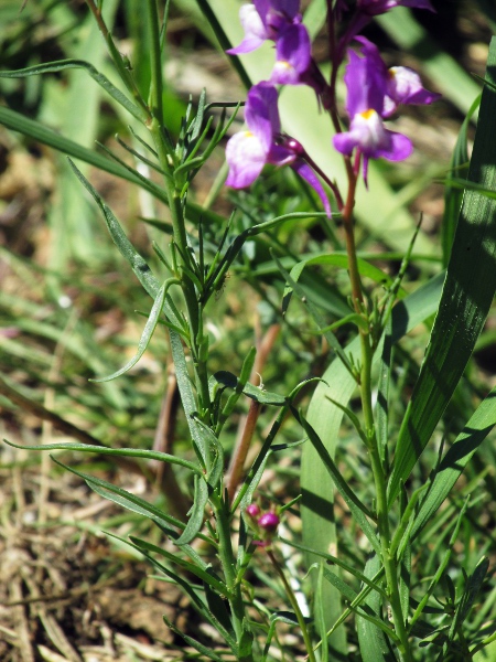 annual toadflax / Linaria maroccana: Leaves