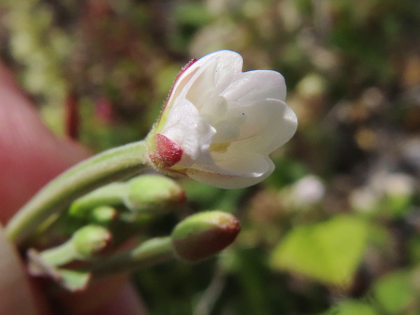 spear-leaved willowherb / Epilobium lanceolatum: The stigma of a _Epilobium lanceolatum_ flower is distinctly 4-lobed.