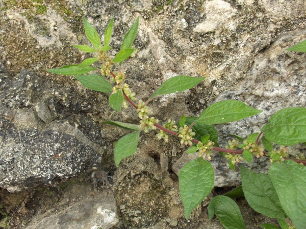 pellitory-of-the-wall / Parietaria judaica: _Parietaria judaica_ grows on walls in most of England Wales and southern Ireland, and parts of northern Ireland and Scotland.