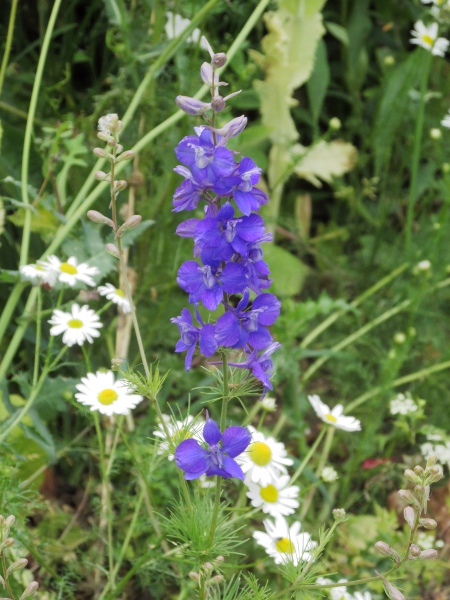 larkspur / Consolida ajacis: _Consolida ajacis_ is a Mediterranean-native garden plant that sometimes escapes, particularly in eastern and central England.