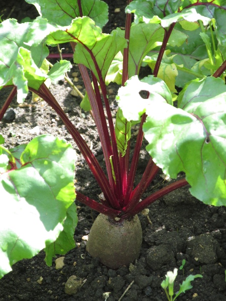 root beet / Beta vulgaris subsp. vulgaris: Beetroot is a cultivated form of _Beta vulgaris_ subsp. _vulgaris_, as are sugar beet and mangelwurzel.