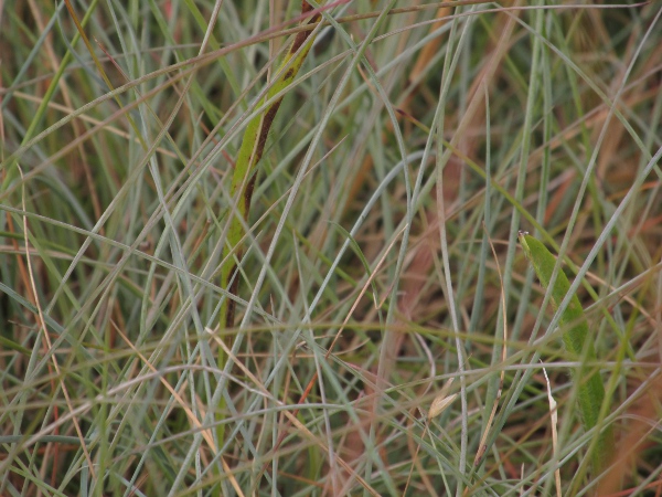 sheep’s fescue / Festuca ovina: Foliage