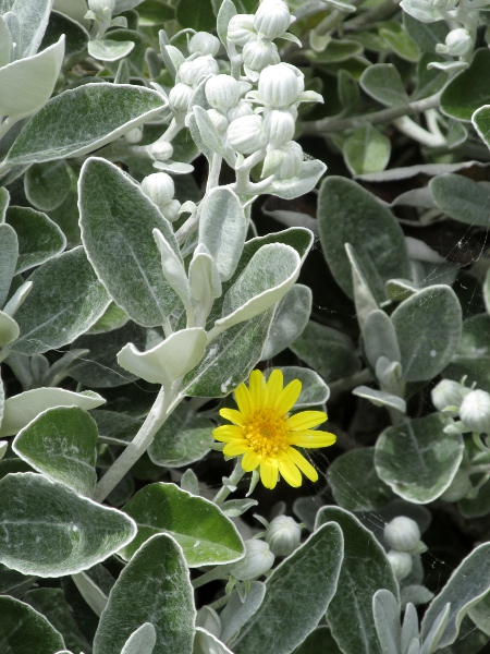 shrub ragwort / Brachyglottis × jubar: _Brachyglottis_ × _jubar_ is a garden hybrid between two New Zealand endemics; it has larger leaves than _Brachyglottis monroi_, with largely untoothed edges.