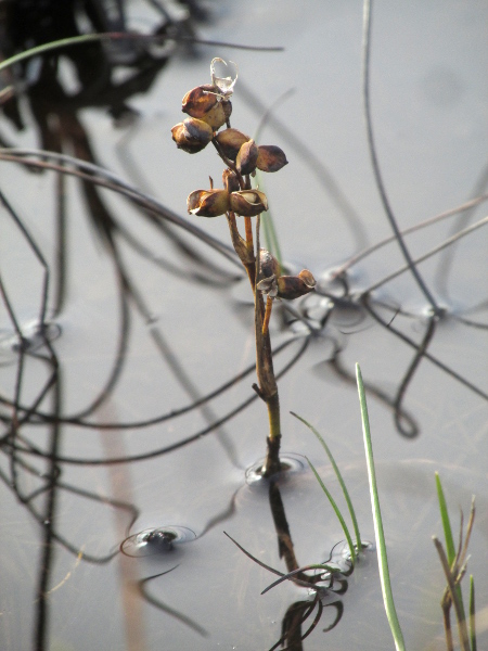 Rannoch rush / Scheuchzeria palustris