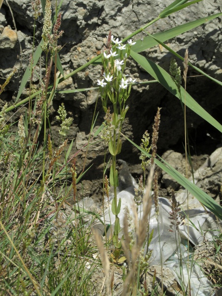slender centaury / Centaurium tenuiflorum: _Centaurium tenuiflorum_ grows on unstable cliffs in Dorset, where it is almost exclusively white-flowering.
