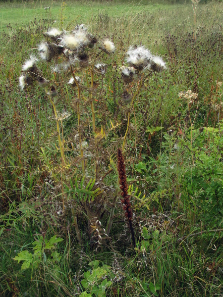 thistle broomrape / Orobanche reticulata