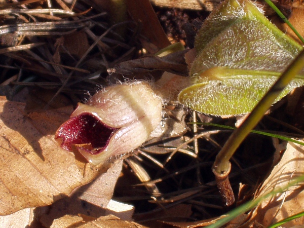asarabacca / Asarum europaeum: The flowers of _Asarum europaeum_ are borne at ground level, where they are pollinated by ants and other ground-dwelling insects.