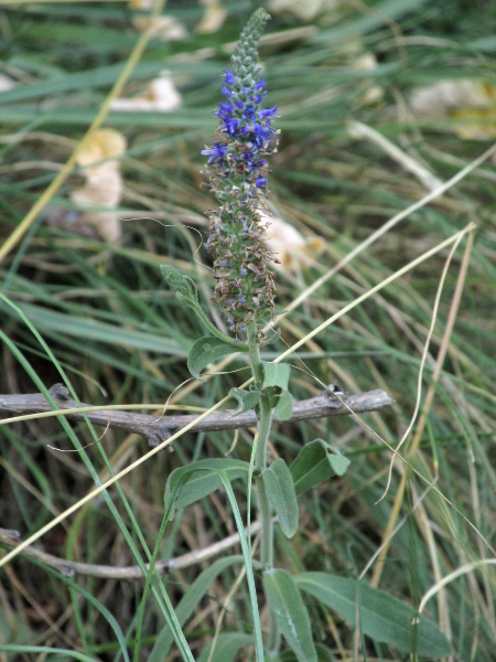 spiked speedwell / Veronica spicata: Unlike _Veronica longifolia_, the leaves of _Veronica spicata_ are widest near the centre, are hairy and have rounded teeth.