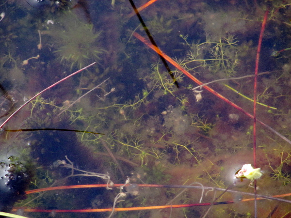 lesser bladderwort / Utricularia minor