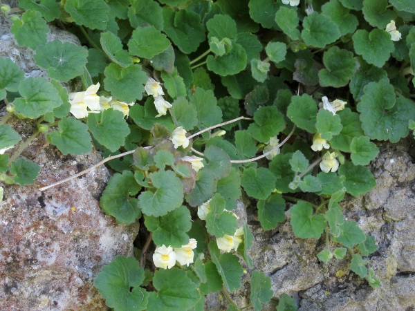 trailing snapdragon / Asarina procumbens: _Asarina procumbens_ is a native of the Pyrenees and Cevennes that occasionally escapes on walls and similar habitats.