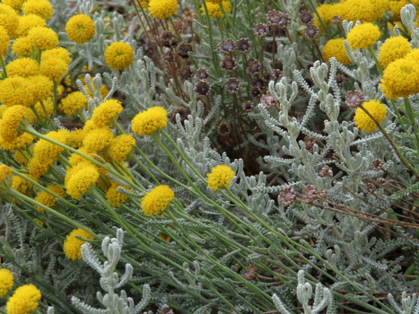 lavender cotton / Santolina chamaecyparissus: _Santolina chamaecyparissus_ is a popular garden plant and occasional wild escape.