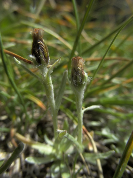 dwarf cudweed / Omalotheca supina: _Omalotheca supina_ is typically only a few centimetres tall, and has greyish-hairy phyllaries with broad brown scarious margins.