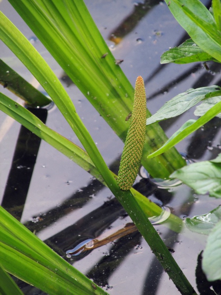 sweet flag / Acorus calamus: The flowering spadix is rarely produced in the British Isles, and fruit are unknown here.