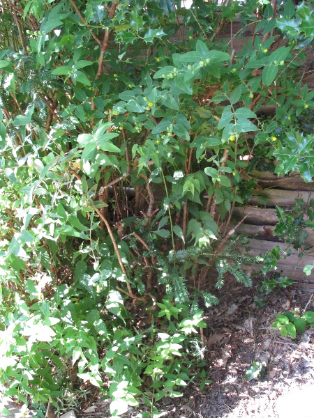 Hidcote tutsan / Hypericum × hidcoteense: _Hypericum_ × _hidcoteense_ is a garden hybrid of uncertain origin, but similar to _Hypericum forrestii_.