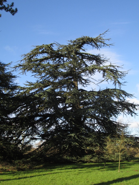 cedar of Lebanon / Cedrus libani: Mature trees of _Cedrus libani_ and _Cedrus atlantica_ have a distinctive truncated shape. They are very similar and may be better treated as varieties of the same species.