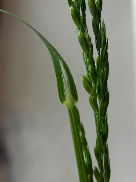 rough meadow-grass / Poa trivialis: The ligule of _Poa trivialis_ is long and pointed.