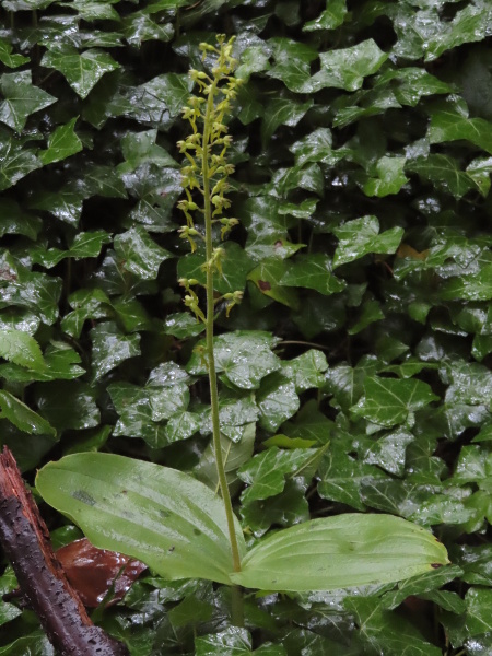 common twayblade / Neottia ovata: _Neottia ovata_ grows in a wide range of habitats across the British Isles (except Shetland), normally in base-rich sites; it has a pair of rounded leaves and a spike of fairly small, greenish flowers.