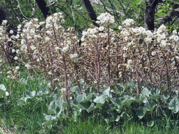 white butterbur / Petasites albus