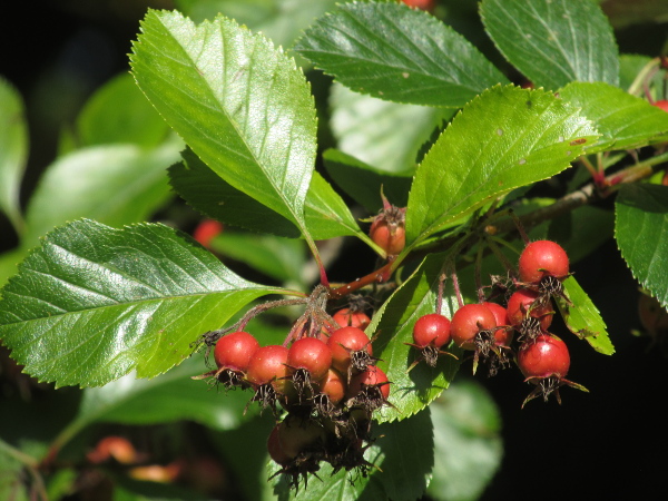 Lavallée’s cockspurthorn / Crataegus × lavalleei: _Crataegus_ × _lavalleei_ is a hybrid between two North American species: _Crataegus crus-galli_ and probably _Crataegus stipulacea_.