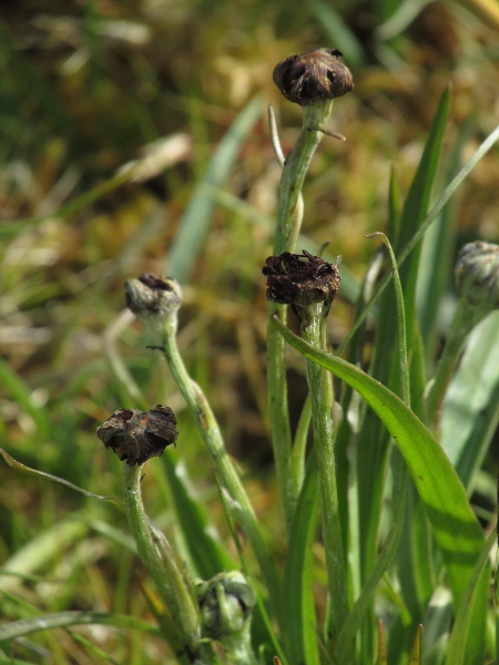 viper’s grass / Scorzonera humilis: _Scorzonera humilis_ can be infected by the smut fungus _Microbotryum scorzonerae_.