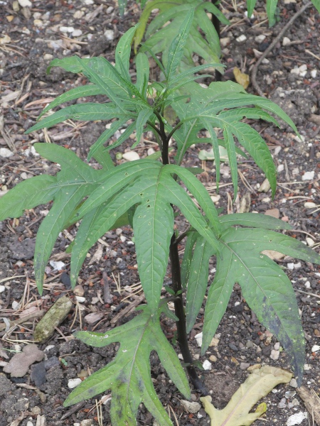 kangaroo apple / Solanum laciniatum: _Solanum laciniatum_  is an Australian species with pinnately lobed leaves.