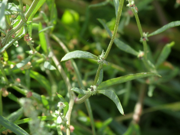 grass-leaved orache / Atriplex littoralis