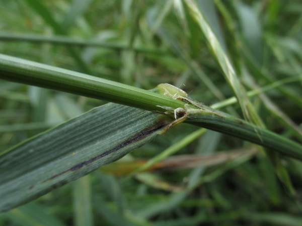 California brome / Ceratochloa carinata