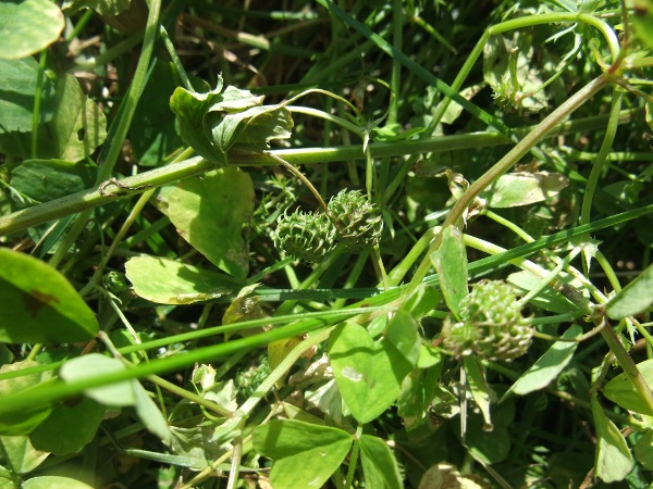 spotted medick / Medicago arabica: When magnified, the edges of each coil of the fruit bear 3 parallel grooves.