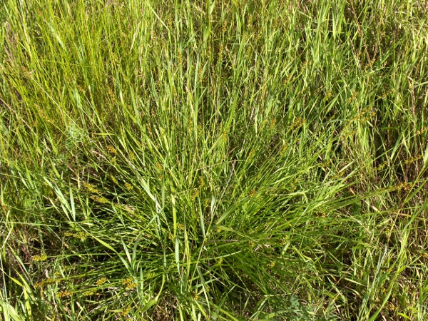 spiked sedge / Carex spicata