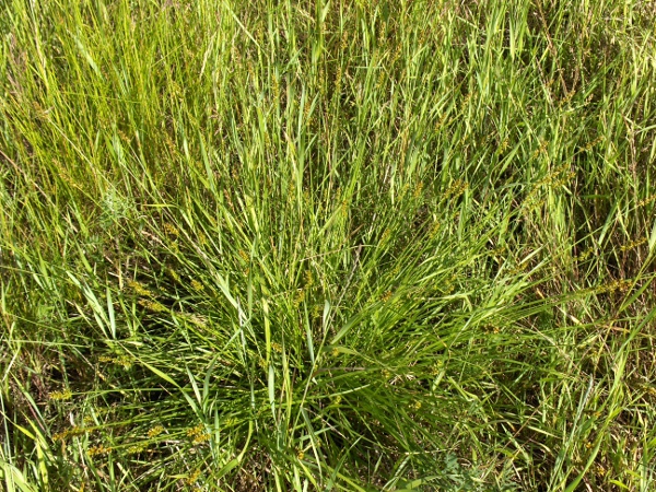 spiked sedge / Carex spicata: _Carex spicata_ grows in woodland clearings and roadsides, mostly in England and Wales.