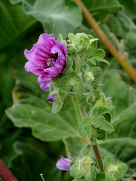 tree mallow / Malva arborea