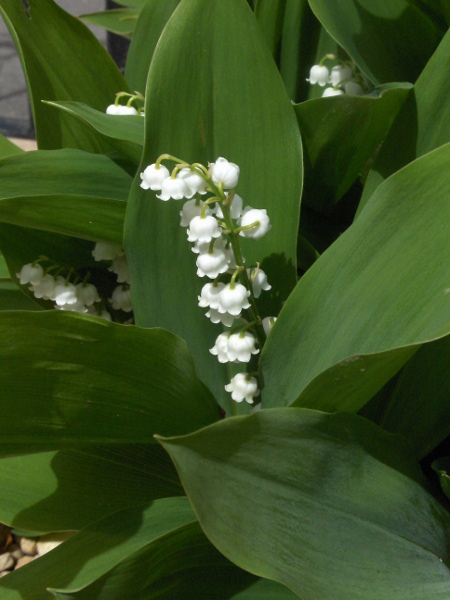 lily-of-the-valley / Convallaria majalis: _Convallaria majalis_ is native to woodlands over chalk and limestone across many parts of Great Britain, but is also a frequent garden escapee; its has aromatic racemes of white, pendent flowers, and stalked, _Allium ursinum_-like leaves.