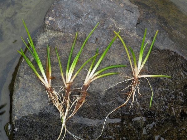 quillwort / Isoetes lacustris: _Isoetes lacustris_, like _Littorella uniflora_ and _Subularia aquatica_, grows under water and has simple tapering leaves.