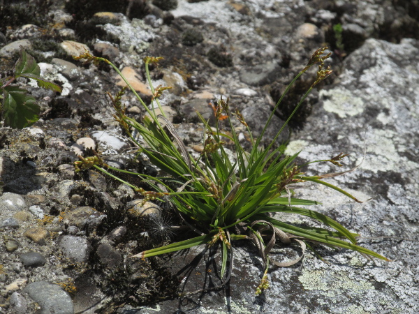 bird’s-foot sedge / Carex ornithopoda: _Carex ornithopoda_ is a sedge of thin limestone pastures in north-western England and the Peak District.