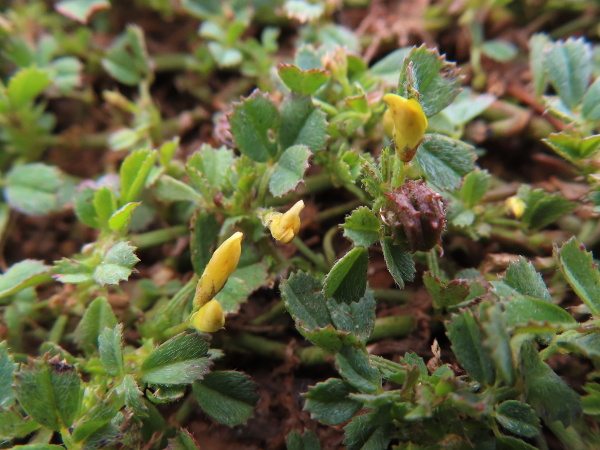 shore medick / Medicago littoralis