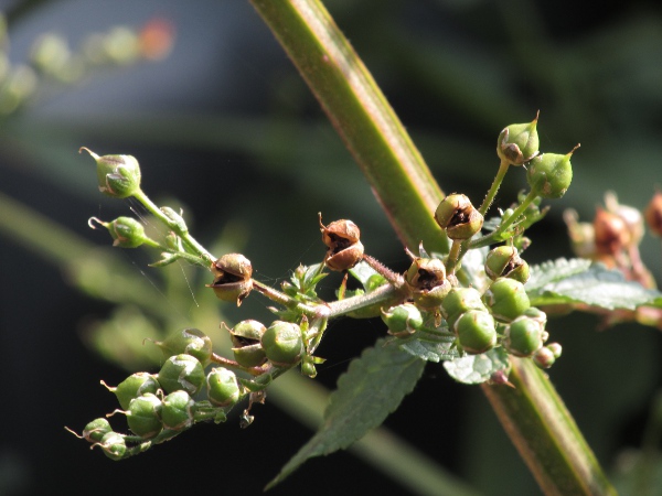 water figwort / Scrophularia auriculata