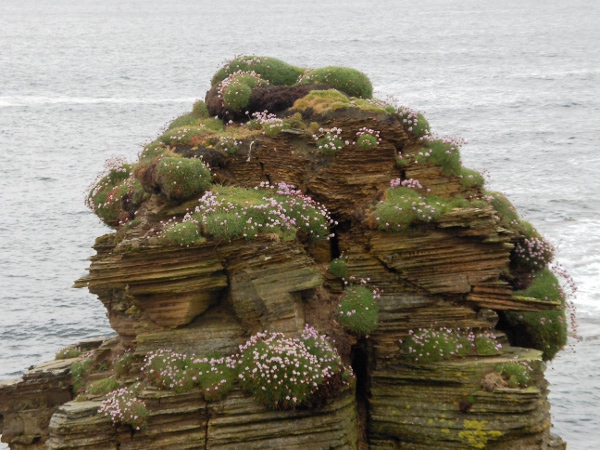thrift / Armeria maritima: The most characteristic habitat of _Armeria maritima_ is on sea-cliffs.