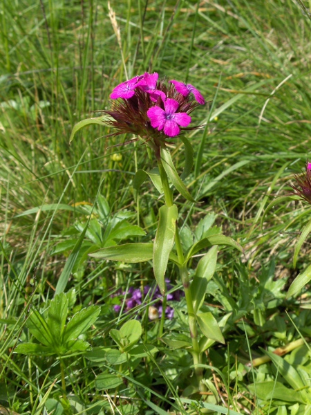 sweet William / Dianthus barbatus: _Dianthus barbatus_ is a garden plant, similar to _Dianthus armeria_, but with hairless inflorescences.