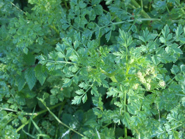hemlock water-dropwort / Oenanthe crocata: The leaves of _Oenanthe crocata_ are up to 3 times pinnate; the ultimate segments are quite broad, at less than twice as long as wide.