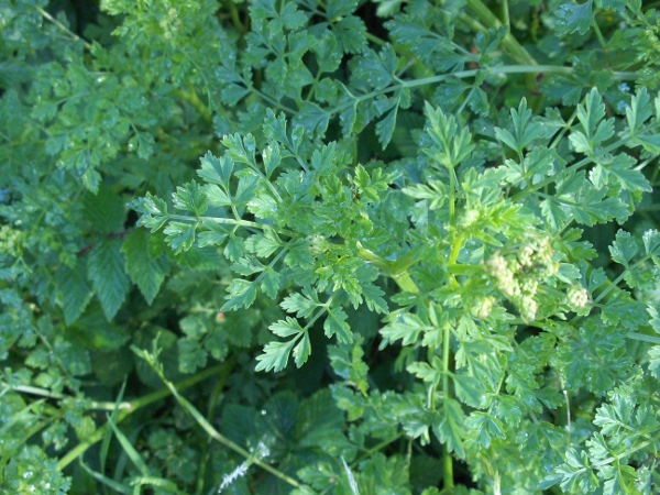 hemlock water-dropwort / Oenanthe crocata