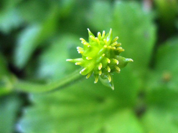 creeping buttercup / Ranunculus repens: Achenes