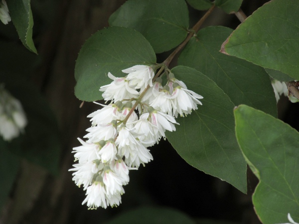 double mock orange / Philadelphus 