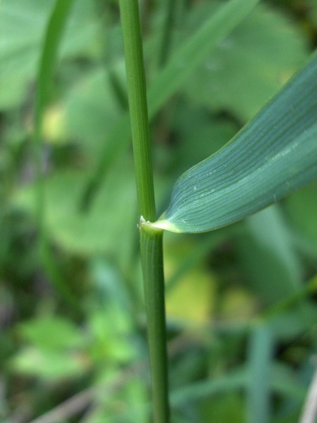 common couch / Elymus repens: Leaf base