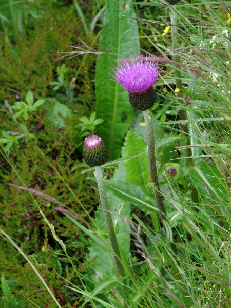 melancholy thistle / Cirsium heterophyllum: _Cirsium heterophyllum_ is a thistle with unwinged, spineless stems; it replaces _Cirsium dissectum_ in the north of Great Britain, but is almost absent from Ireland.